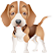 Dog_Sounds_[Java.UZ]
